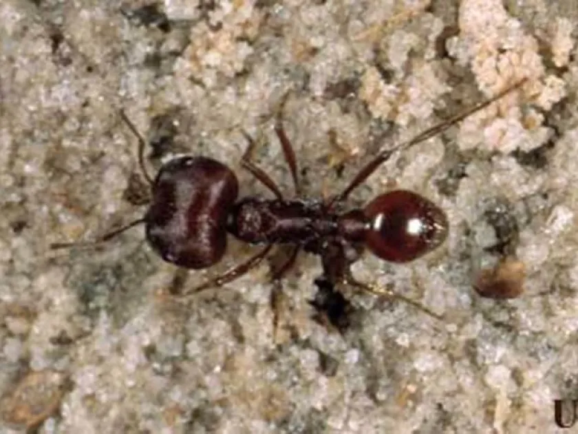 Florida harvester ant