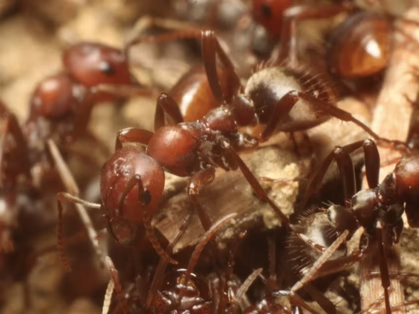 Amazon ant