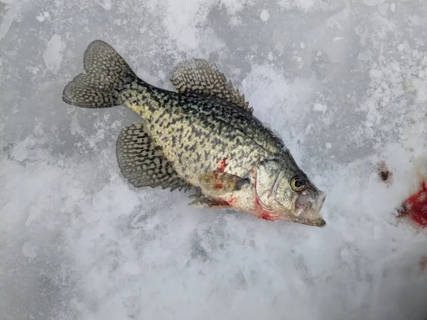 Black crappie