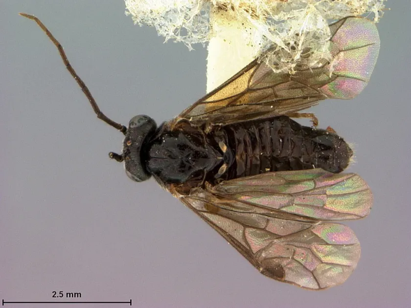 Приофорус