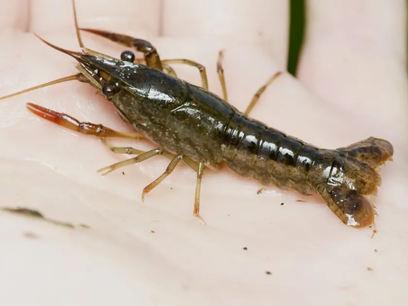 White river crayfish