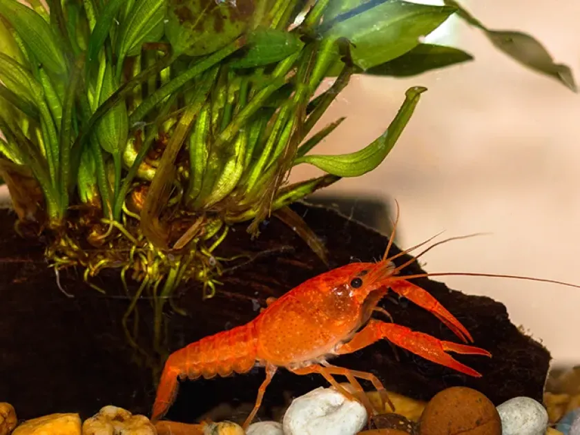 Red swamp crayfish