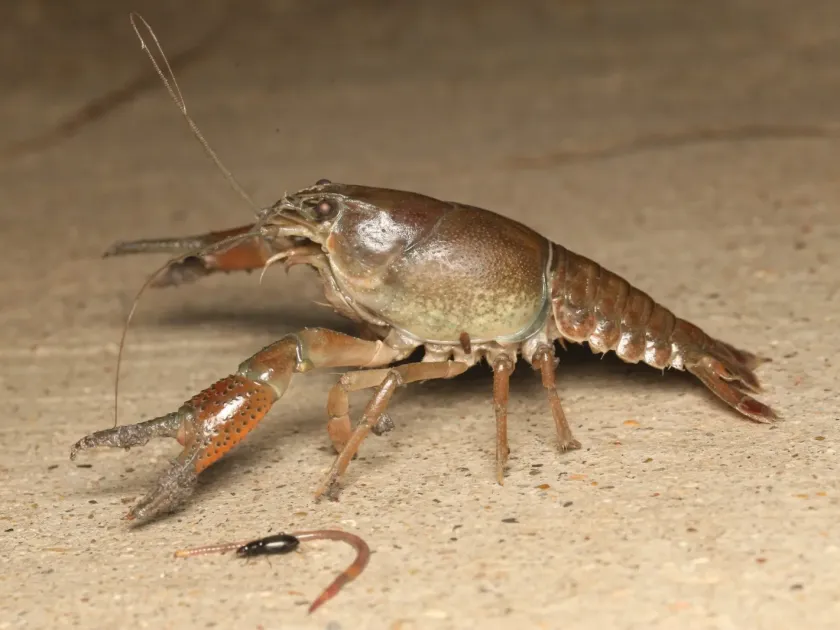 Procambarus simulans