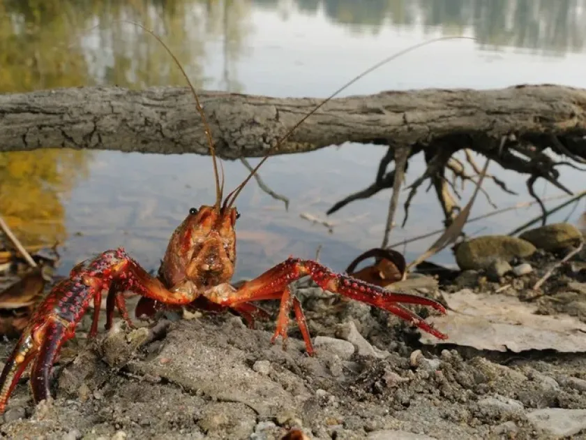 Red swamp crayfish