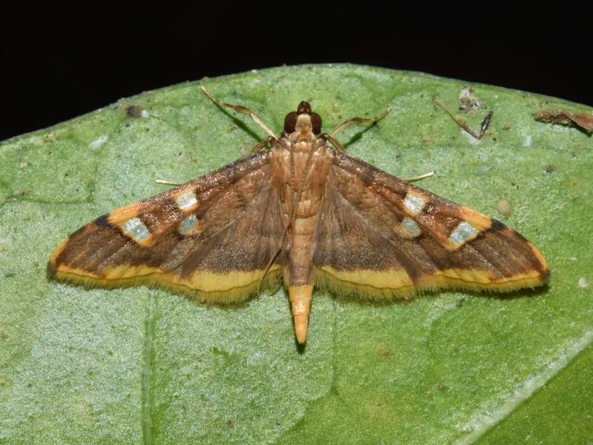 Coffee webworm