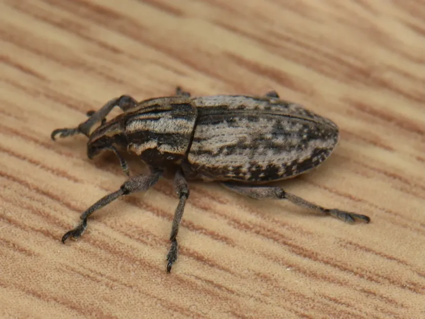 Grey beet weevil