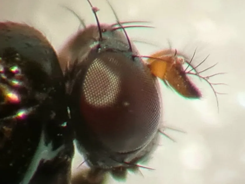 Shore fly