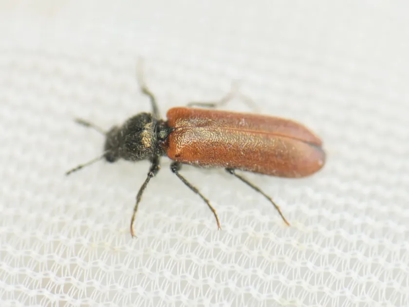 Psoa