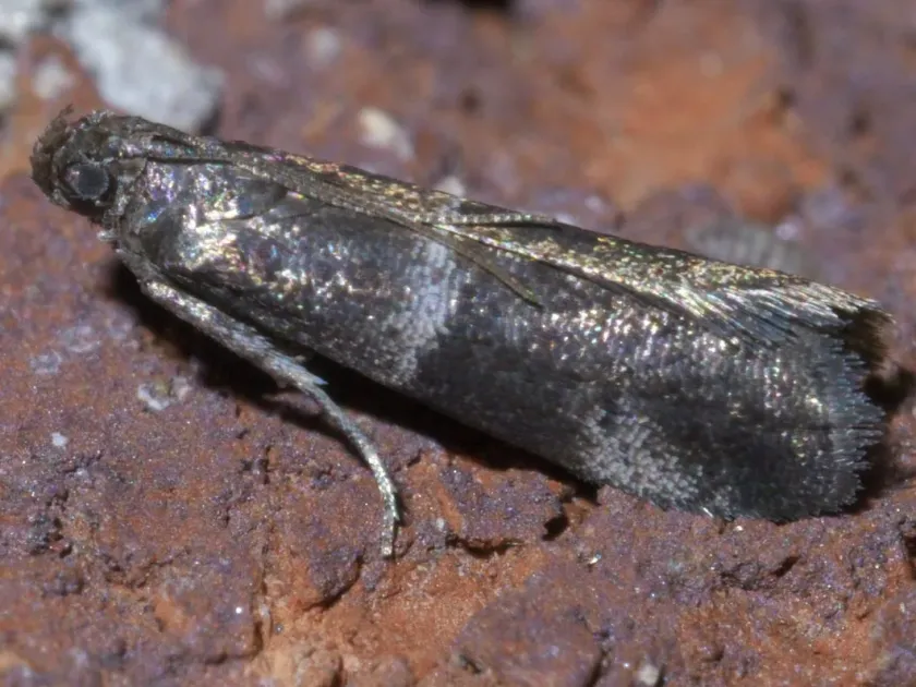 Psorosina