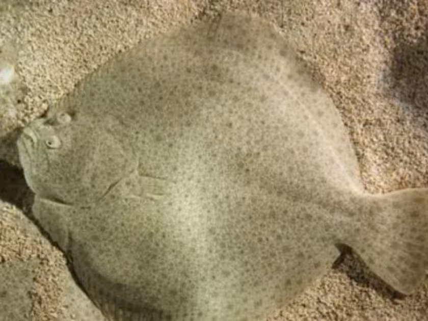 Turbot