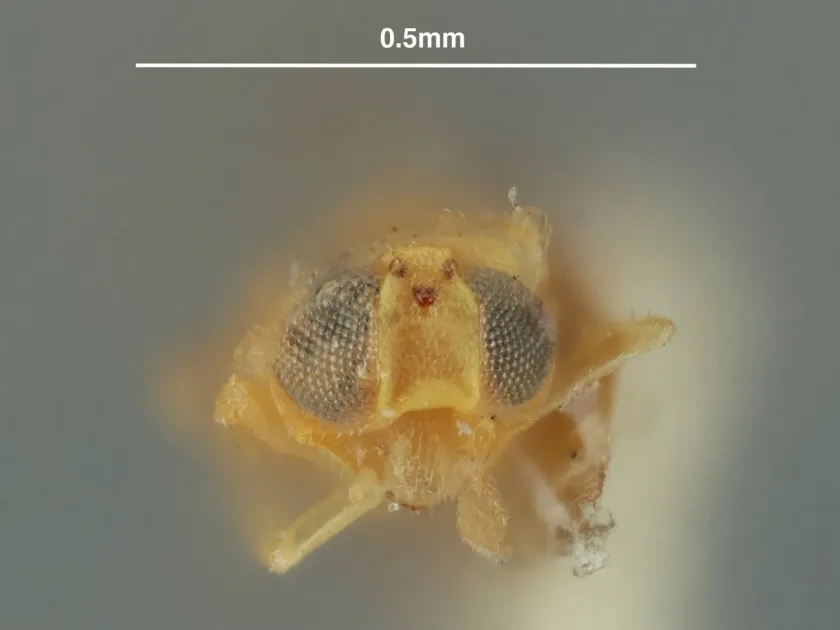 Acerophagus