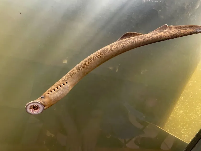 Sea lamprey