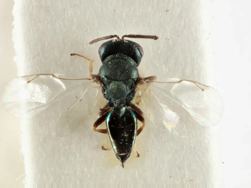 Pteromalus cioni