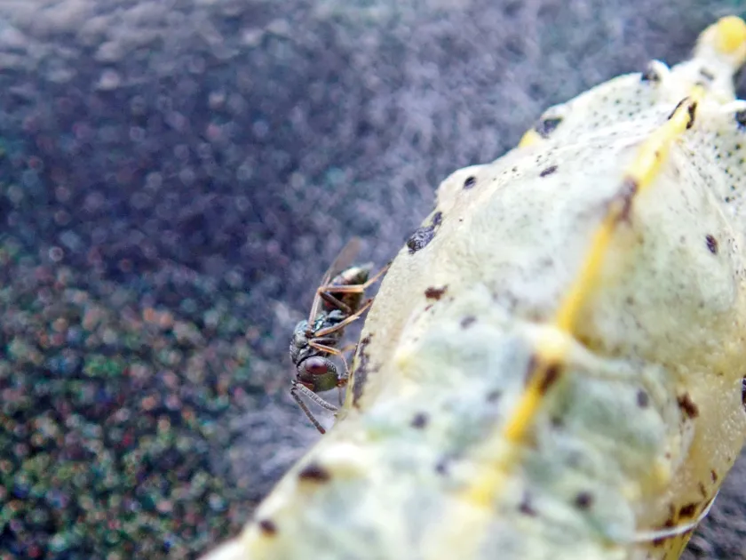 Pteromalus larvarum