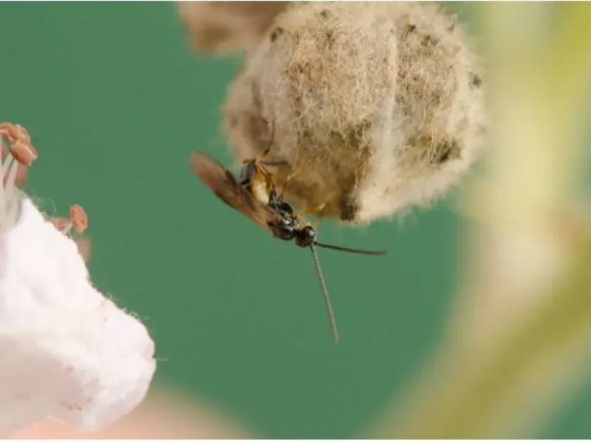 Pteromalus semotus