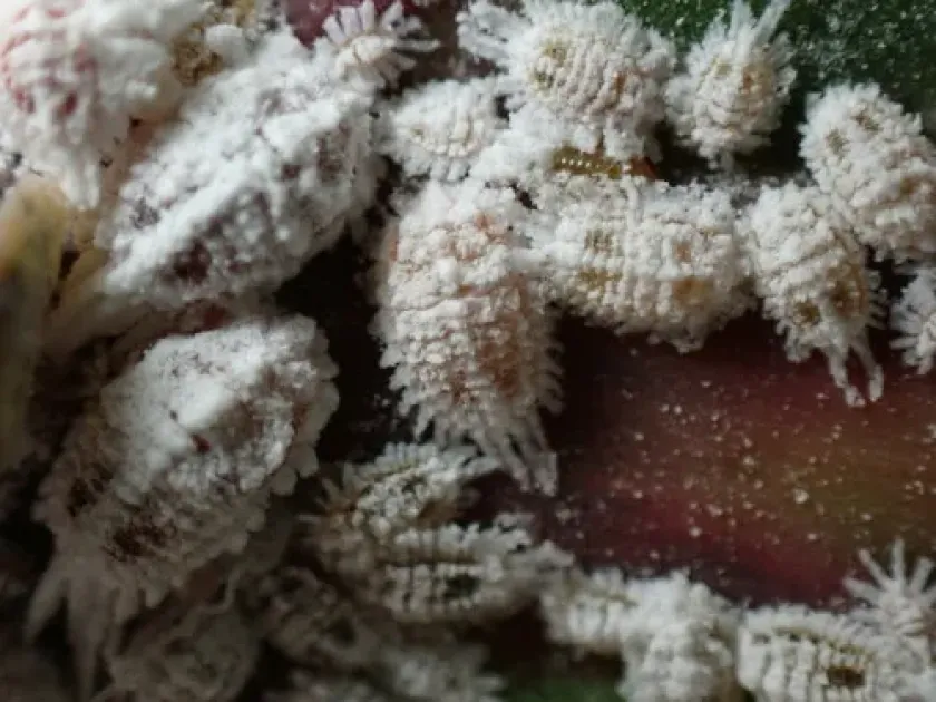 Barber's mealybug