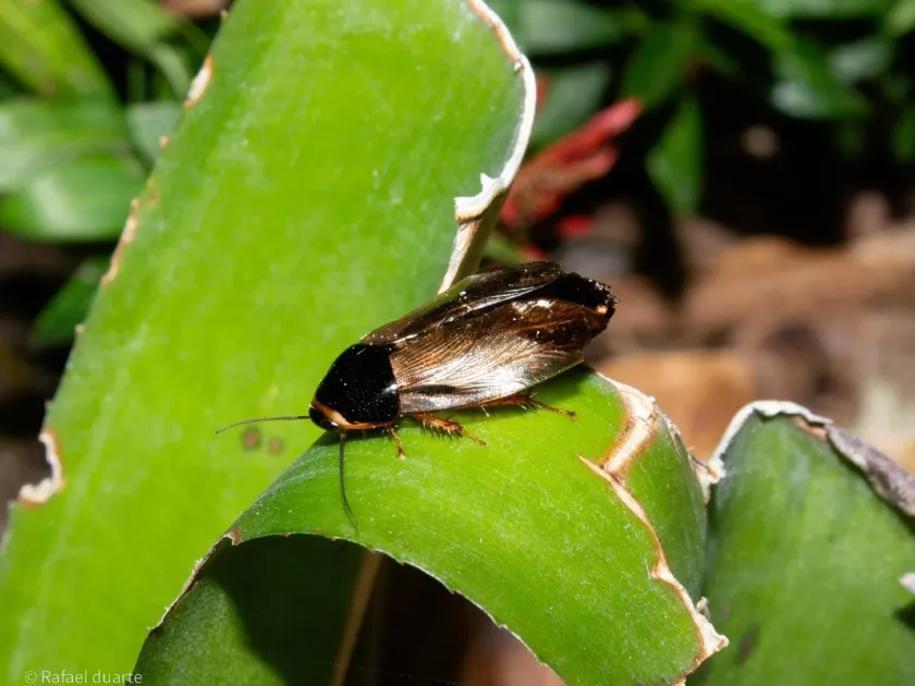 Surinam cockroach