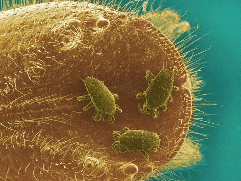 Straw itch mite