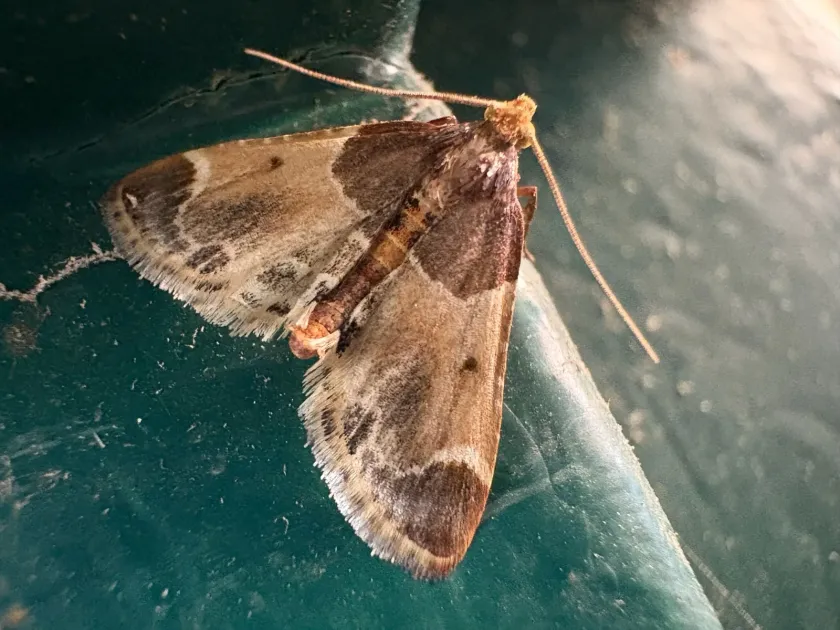 Meal moth