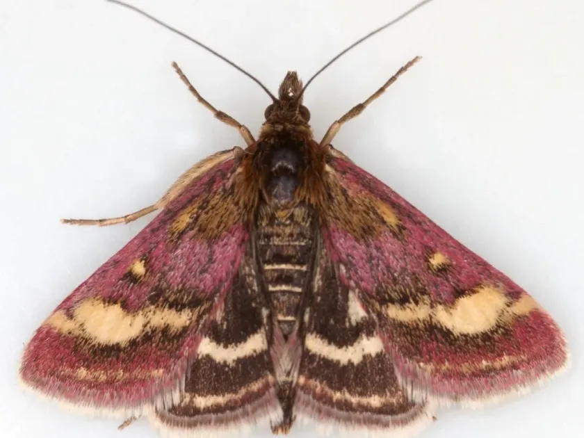 Вогнівка лучна (Pyrausta varialis)