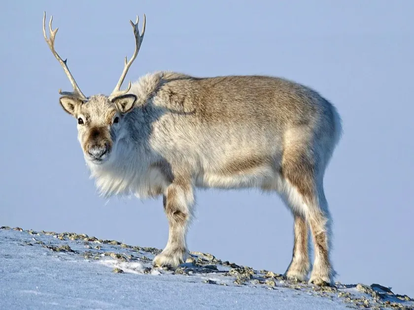 Reindeer