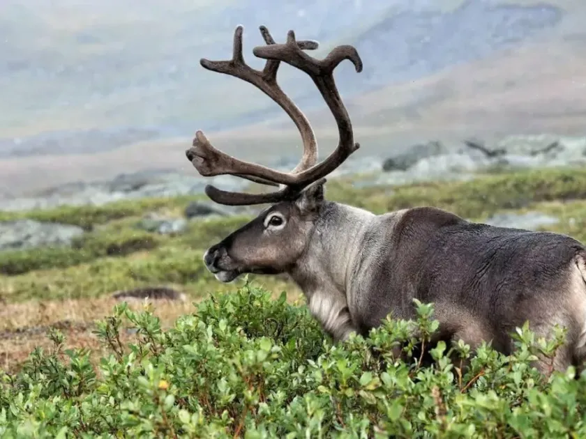 Reindeer