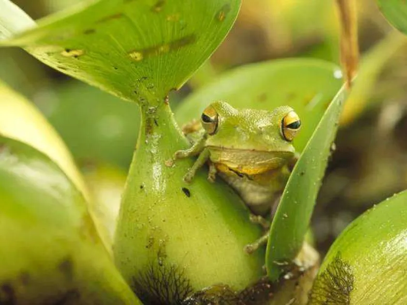 Frog