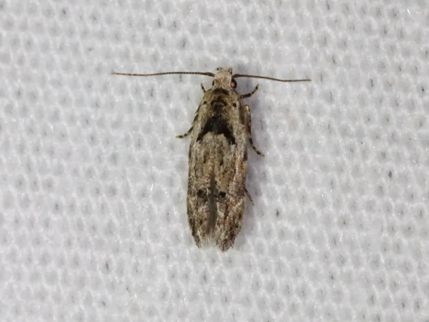 Robinia leaf miner
