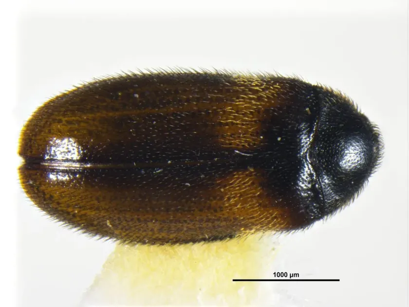Reesa vespulae