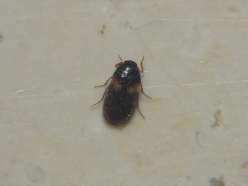 Reesa vespulae