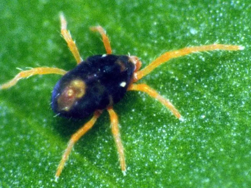 Red-legged tick