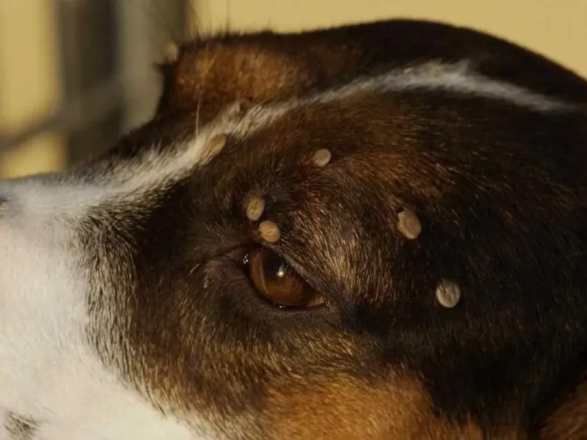 Brown dog tick