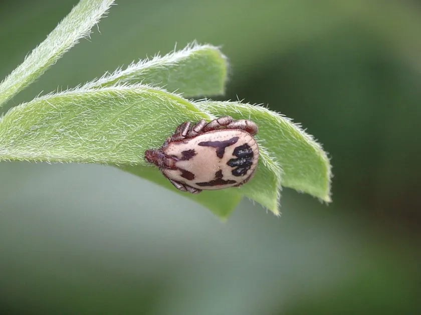 Rhipicephalus