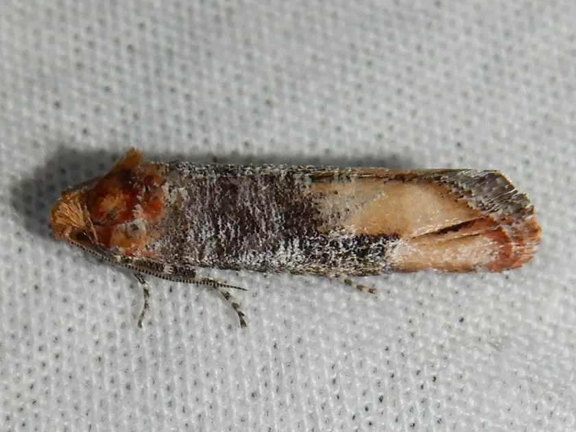 New Mexico pine tip moth