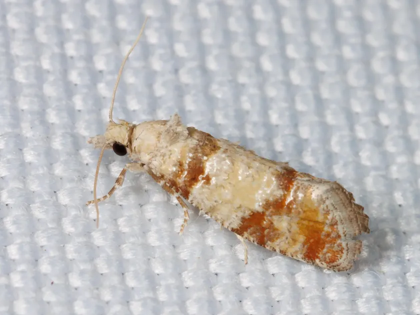 Southern pine tip moth