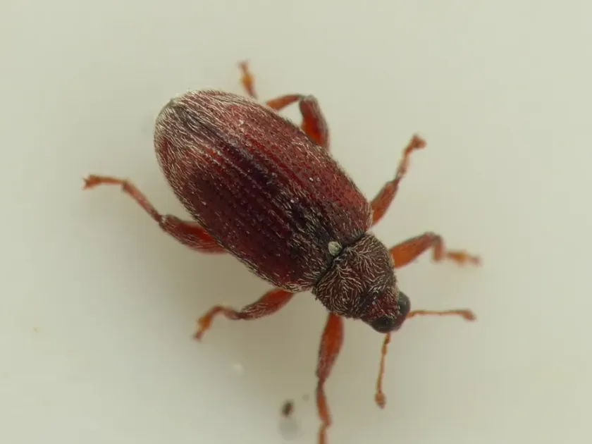 Alder leaf flea weevil