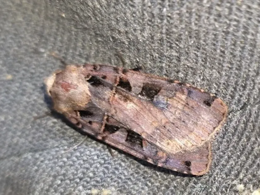 Double-spotted rustic