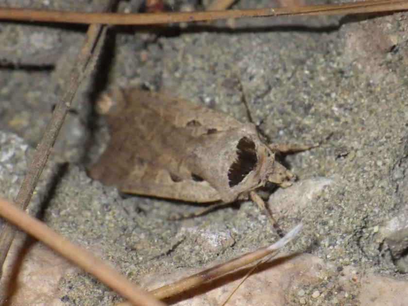 Dichagyris flammatra
