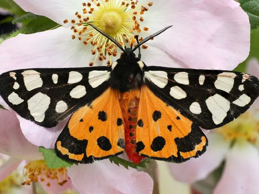 Cream-spot tiger