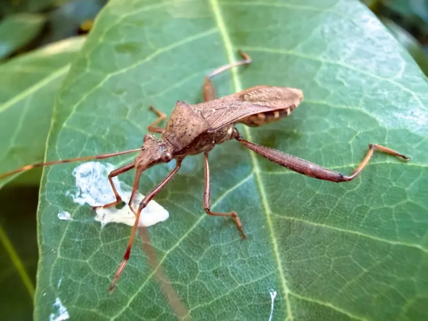 Bean bug