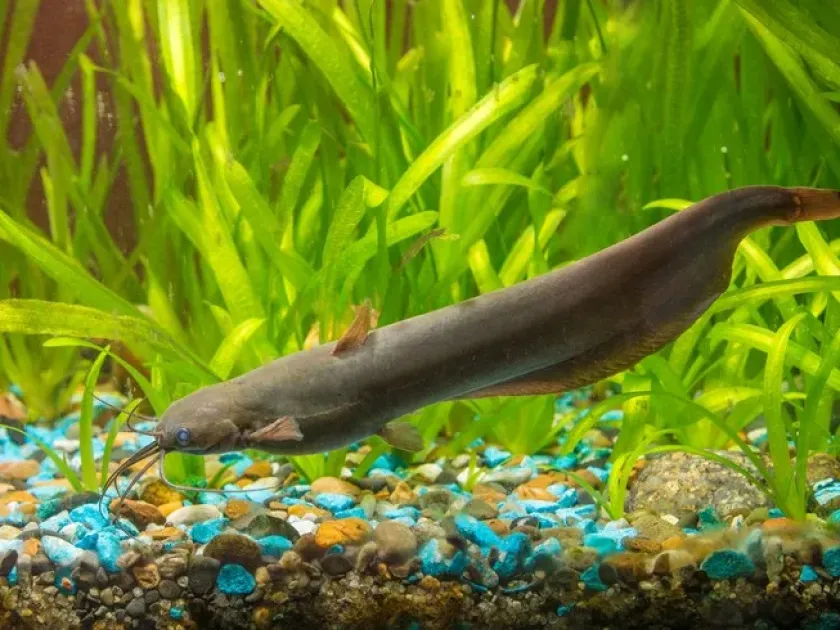 Stinging catfish