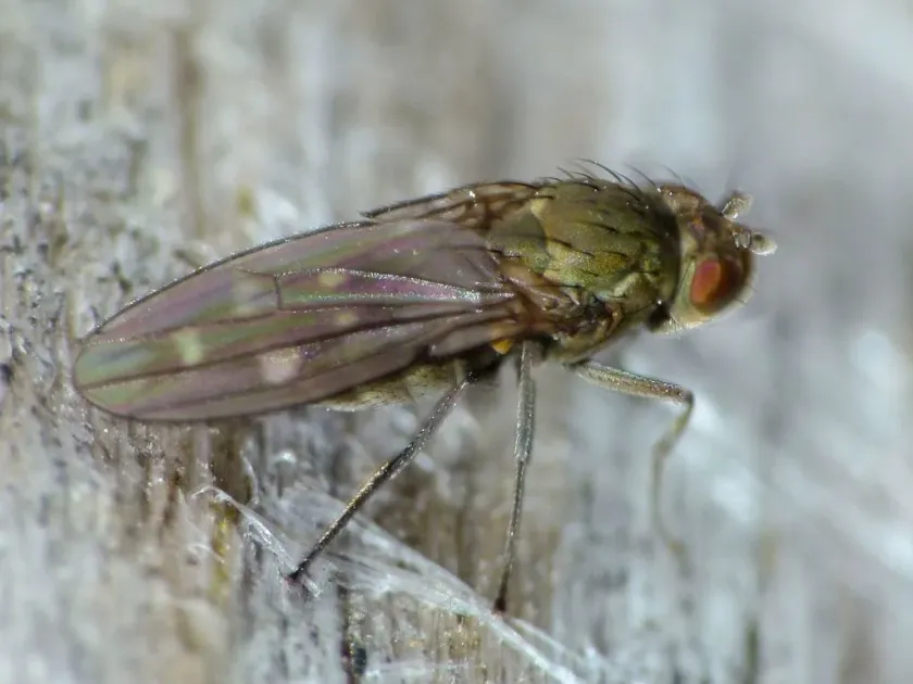 Shore fly