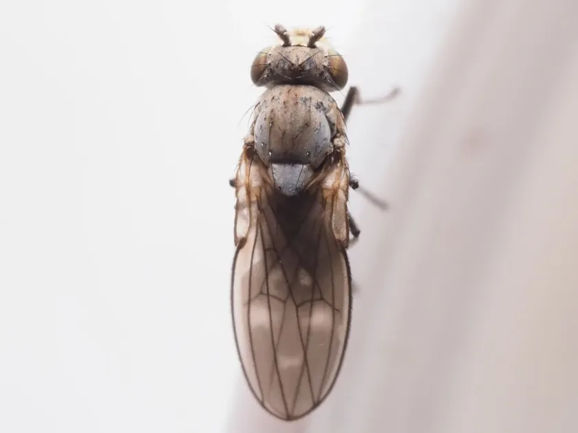 Scatella subguttata