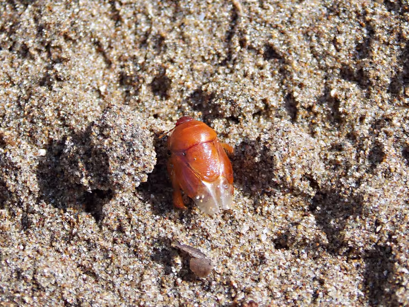 Scaptocoris