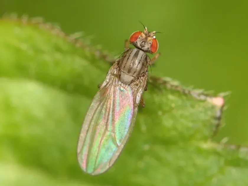 Scaptomyza disticha