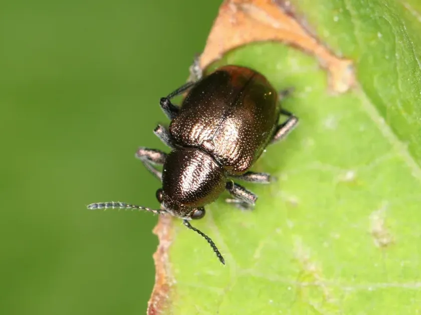 Grape flea beetle