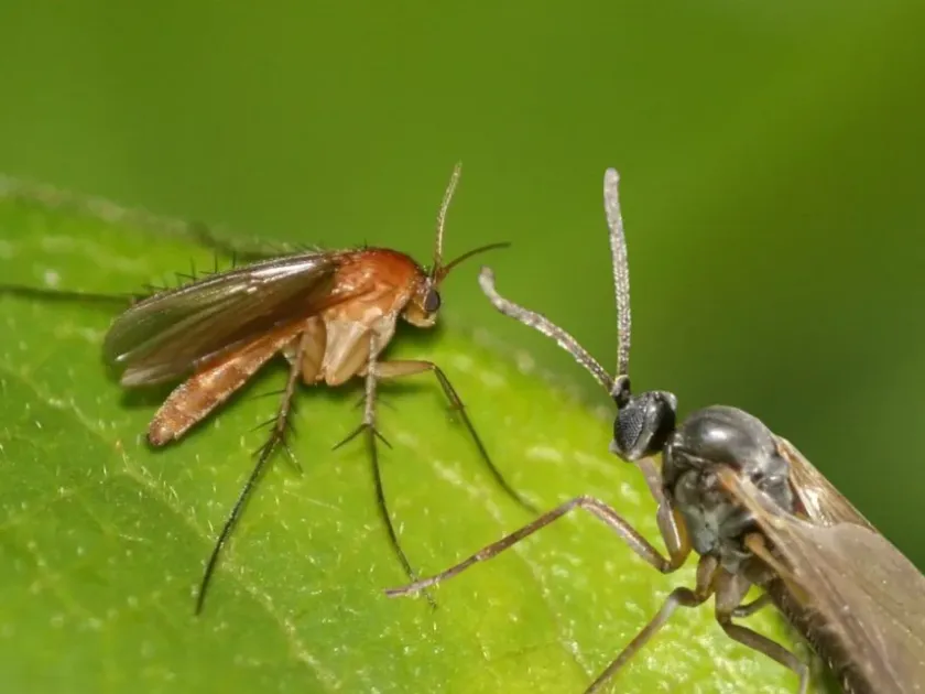 Dark-winged fungus gnat