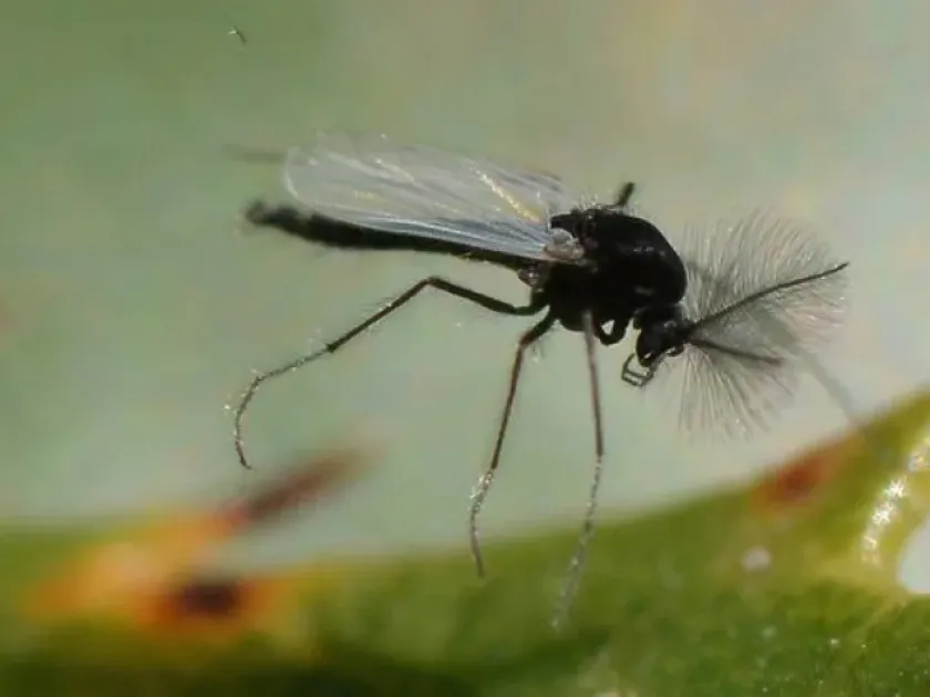 Fungus gnat