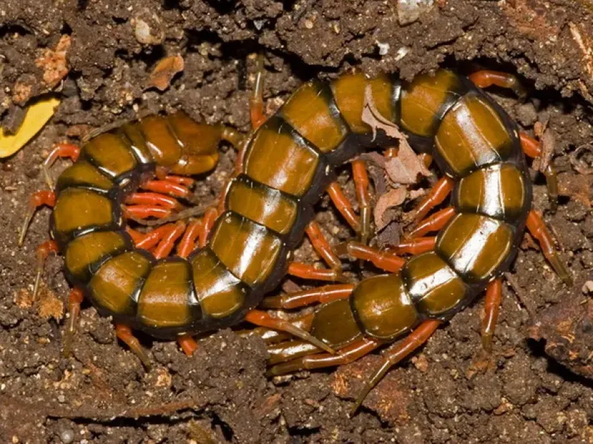 Giant centipede