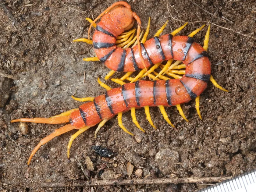 Scolopendra morsitans